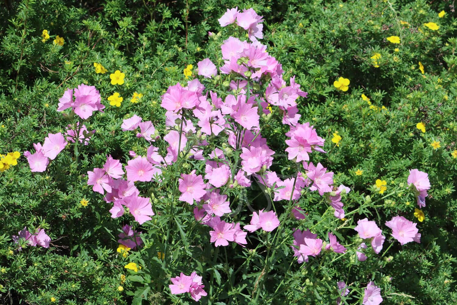 insektblomster_moskus-katost Hej Verden Udvalgt Billede
