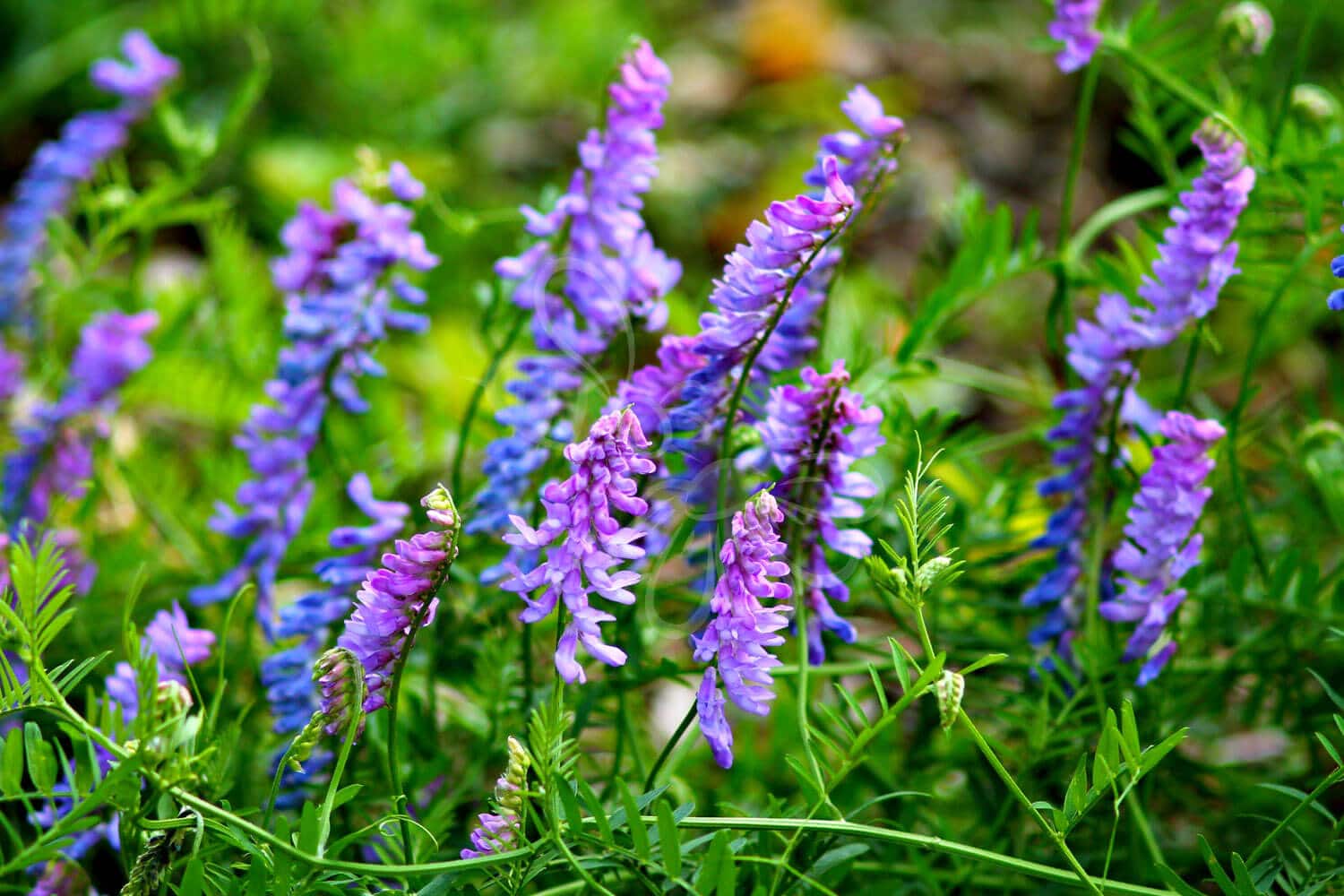 insektblomster_muse-vikke Muse-Vikke i blomst – slyngende blåviolet plante i sollys. En hjemmehørende art med høj værdi for bier, sommerfugle og anden insektfauna.