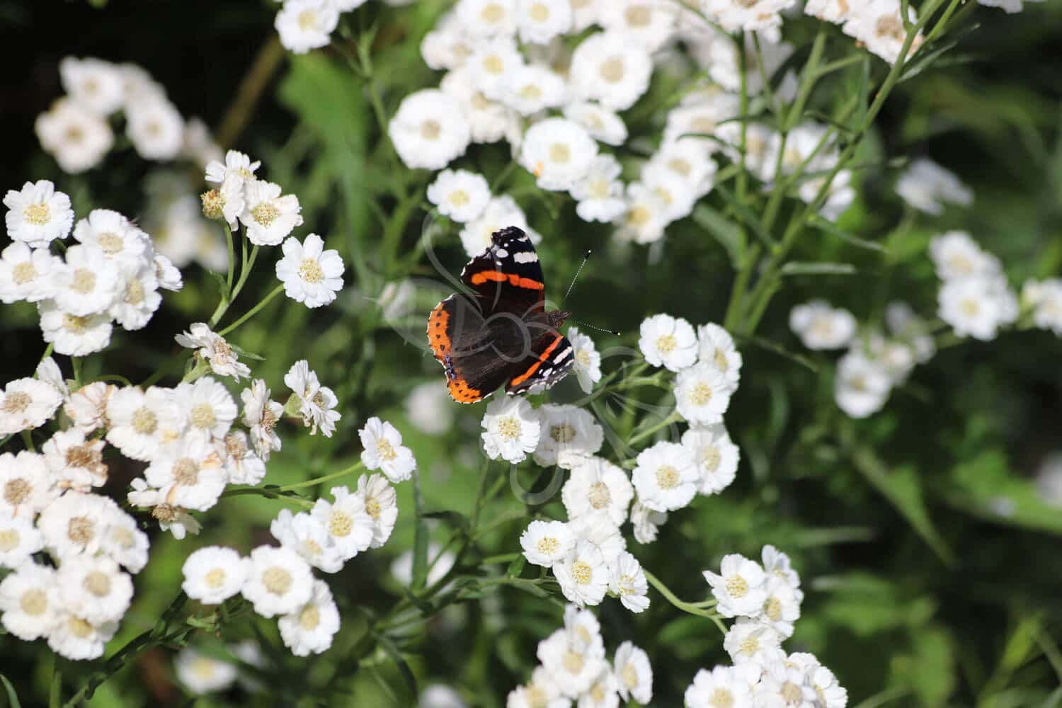 insektblomster_nyse-roellike Hej Verden Udvalgt Billede