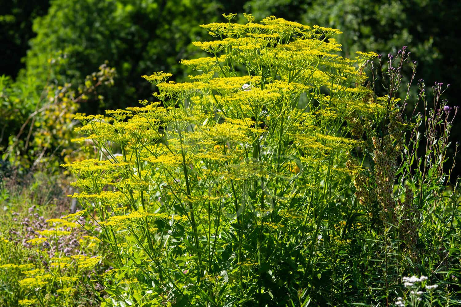 insektblomster_pastinak Hej Verden Udvalgt Billede