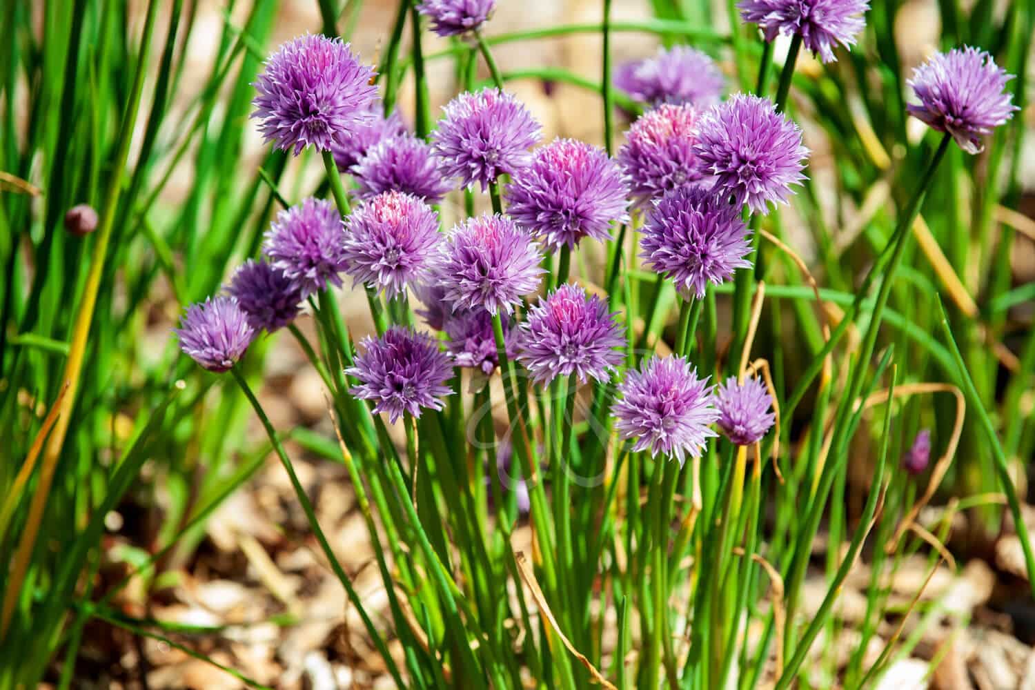insektblomster_pur-loeg Hej Verden Udvalgt Billede