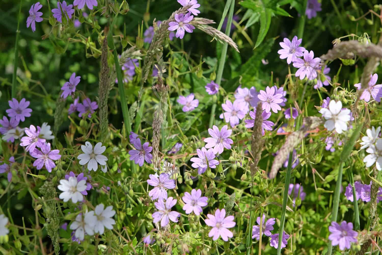 insektblomster_pyrenaeisk_storkenaeb Hej Verden Udvalgt Billede