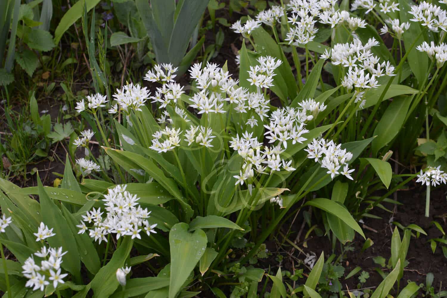 insektblomster_rams_loeg Hej Verden Udvalgt Billede