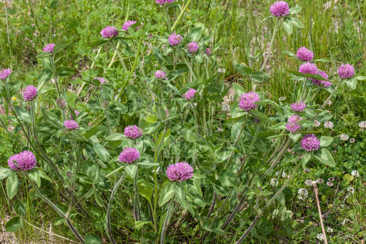 insektblomster_roed-kloever Rød-Kløver i blomst – tæt, kugleformet blomsterstand i rødviolette nuancer. En værdifuld plante for sommerfugle og biodiversitet i vilde områder.