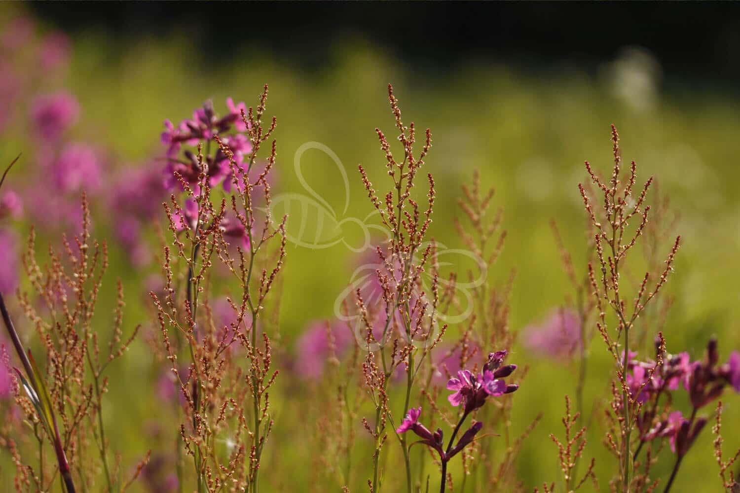 insektblomster_roedknae Rødknæ i blomst – spinkel, rødgrøn plante på sandet jord. En robust og hjemmehørende art med høj værdi for insekter og tørre naturområder.