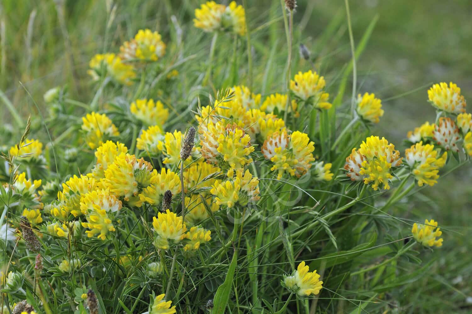 insektblomster_rundbaelg Rundbælg i blomst – tæt, gul blomsterstand på lav, grøn plante. En robust, hjemmehørende art, ideel til tørre, solrige og insektvenlige arealer.