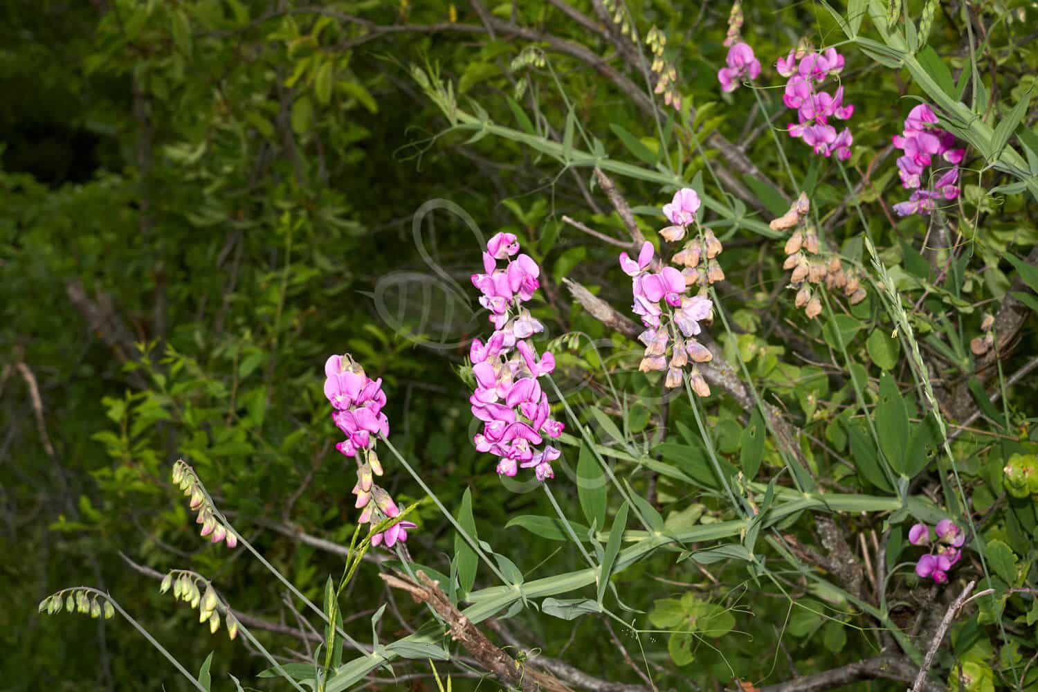 insektblomster_skov-fladbaelg Hej Verden Udvalgt Billede