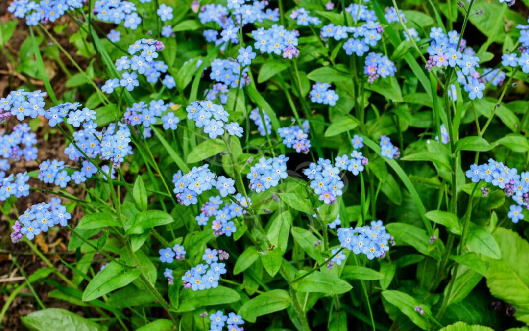 Skov-Forglemmigej