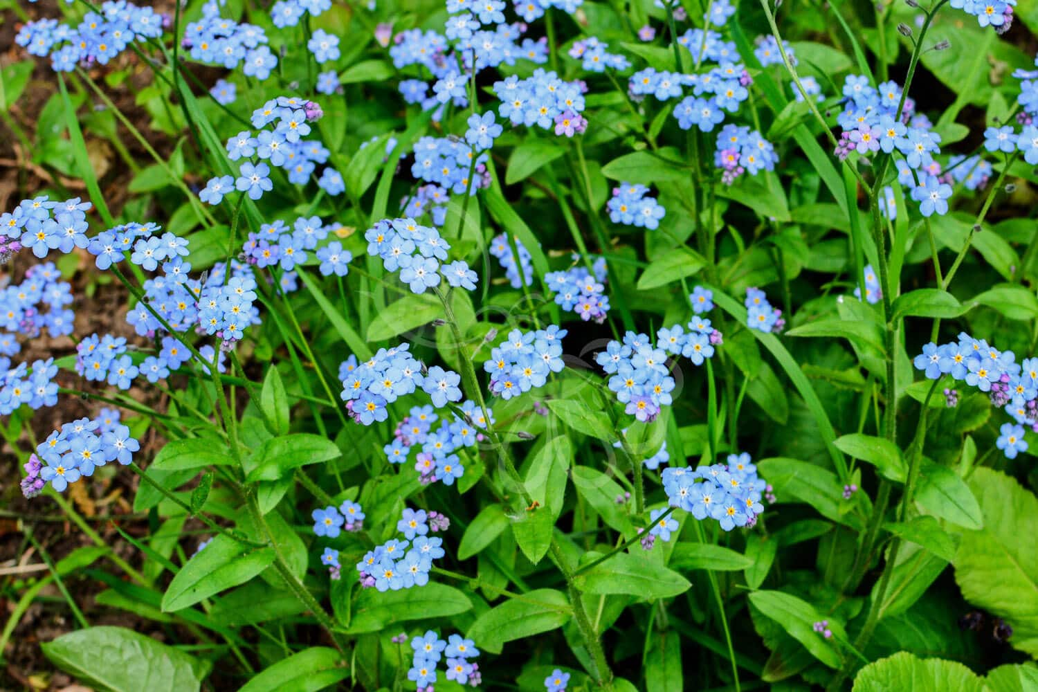 insektblomster_skov-forglemmigej Hej Verden Udvalgt Billede