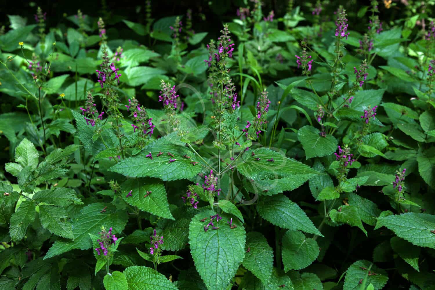 insektblomster_skov-galtetand Skov-Galtetand i blomst – dybrøde aksformede blomster i skyggefuldt miljø. En hjemmehørende plante med stor værdi for insekter og naturbeplantning.