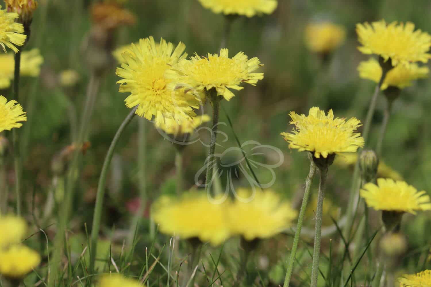insektblomster_smalbladet_hoegeurt Hej Verden Udvalgt Billede