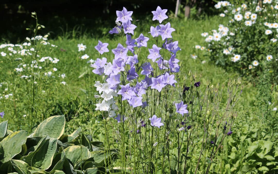 Smalbladet Klokke i blomst med sarte blå klokkeblomster – hjemmehørende plante, som tiltrækker Lille Saksebi og Klokkedværgmåler.