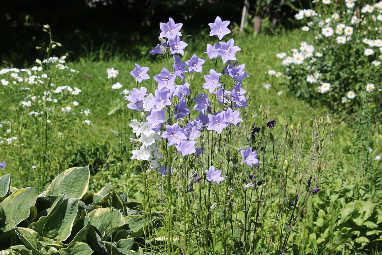 insektblomster_smalbladet_klokke Smalbladet Klokke i blomst med sarte blå klokkeblomster – hjemmehørende plante, som tiltrækker Lille Saksebi og Klokkedværgmåler.