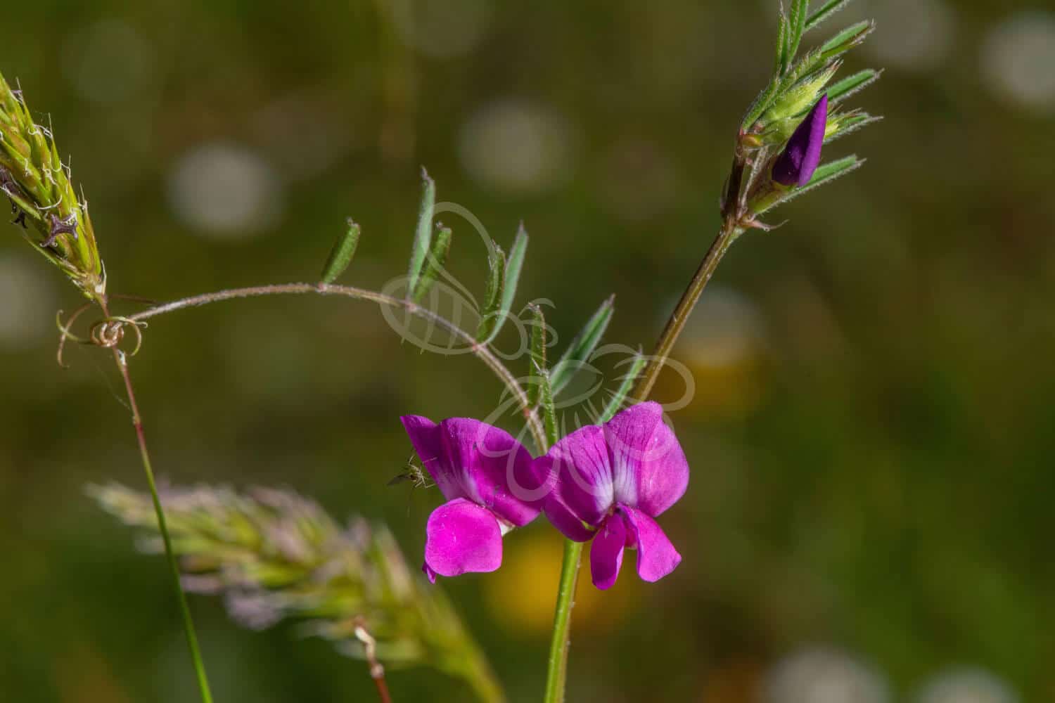 insektblomster_smalbladet_vikke Hej Verden Udvalgt Billede