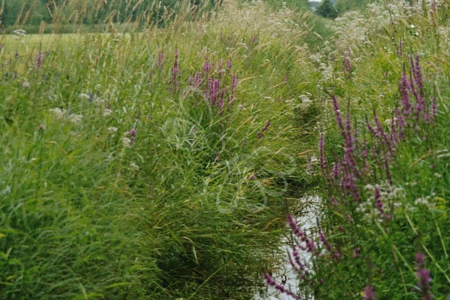 Vådområde med høje blomstrende urter og fugtigt terræn – tilplantet med frøblanding til søbredder og lavninger. Et farverigt og funktionelt levested ved vand.
