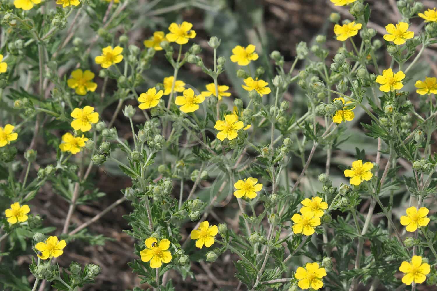 insektblomster_soelv-potentil Hej Verden Udvalgt Billede
