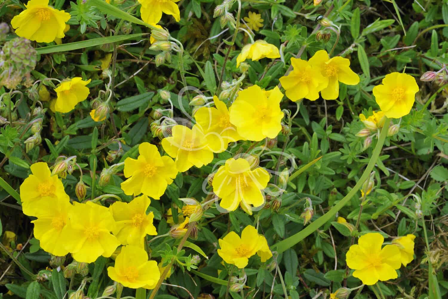 insektblomster_soloeje Hej Verden Udvalgt Billede