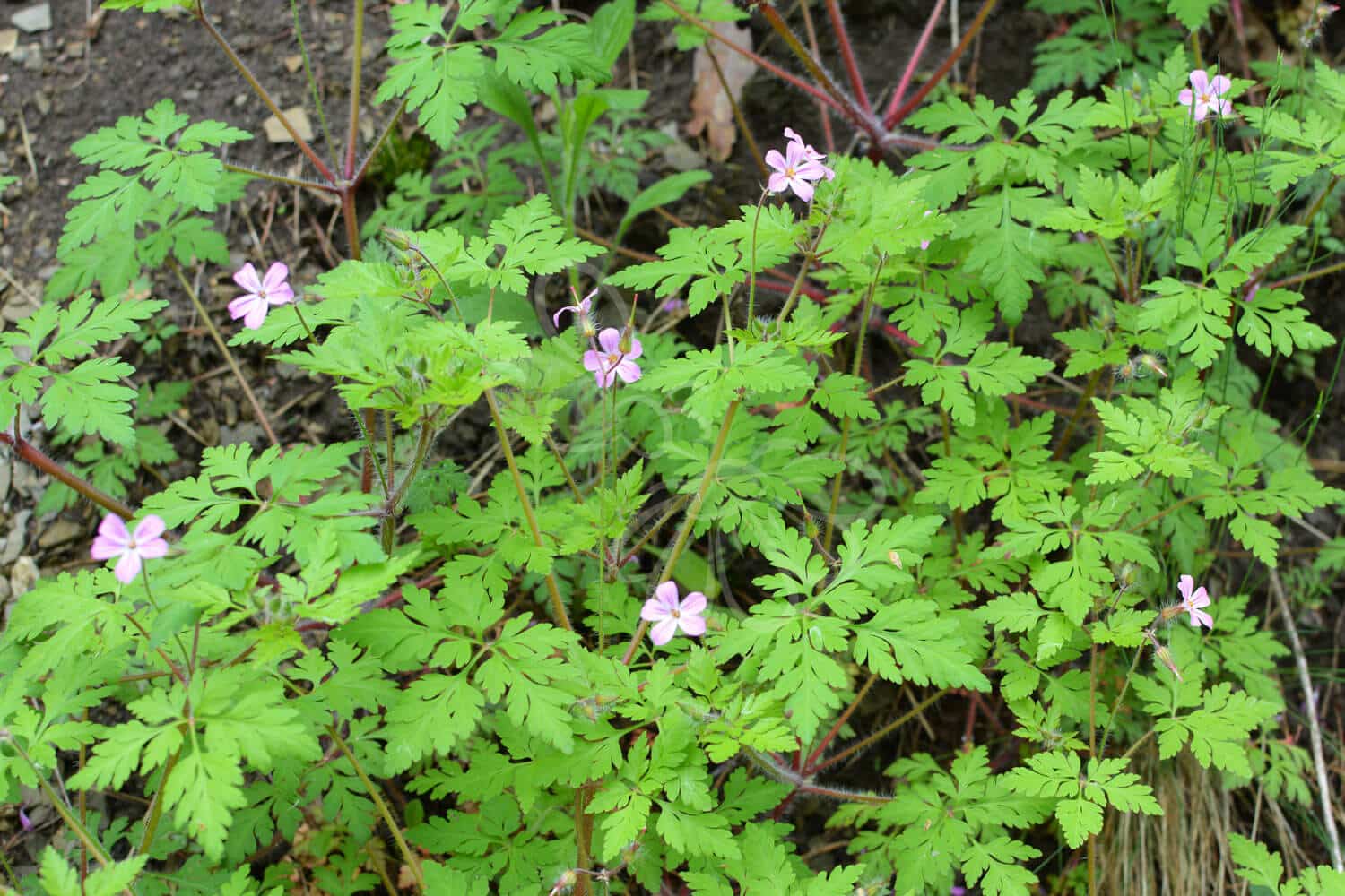 insektblomster_stinkende_storkenaeb Hej Verden Udvalgt Billede