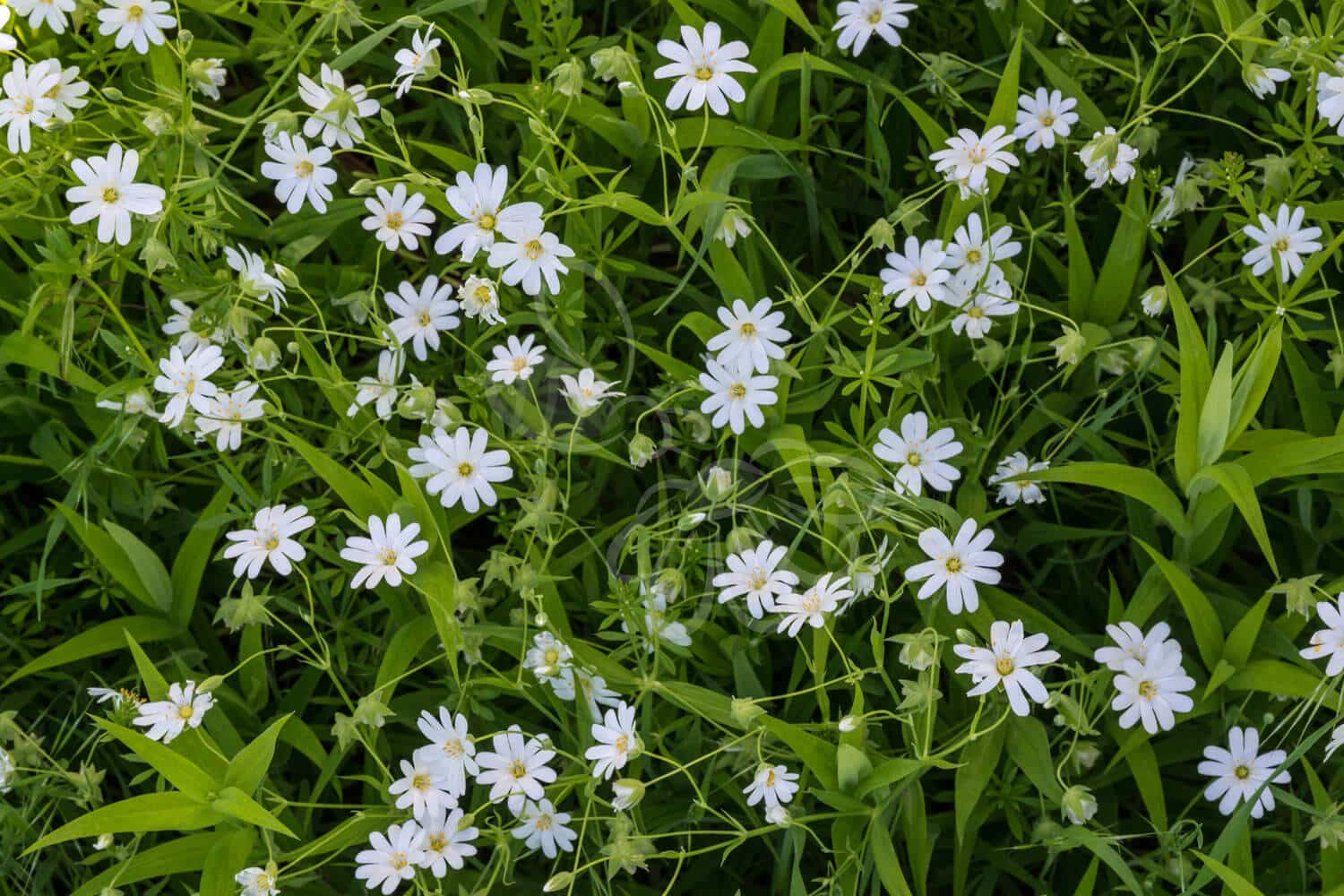 insektblomster_stor_fladstjerne Hej Verden Udvalgt Billede