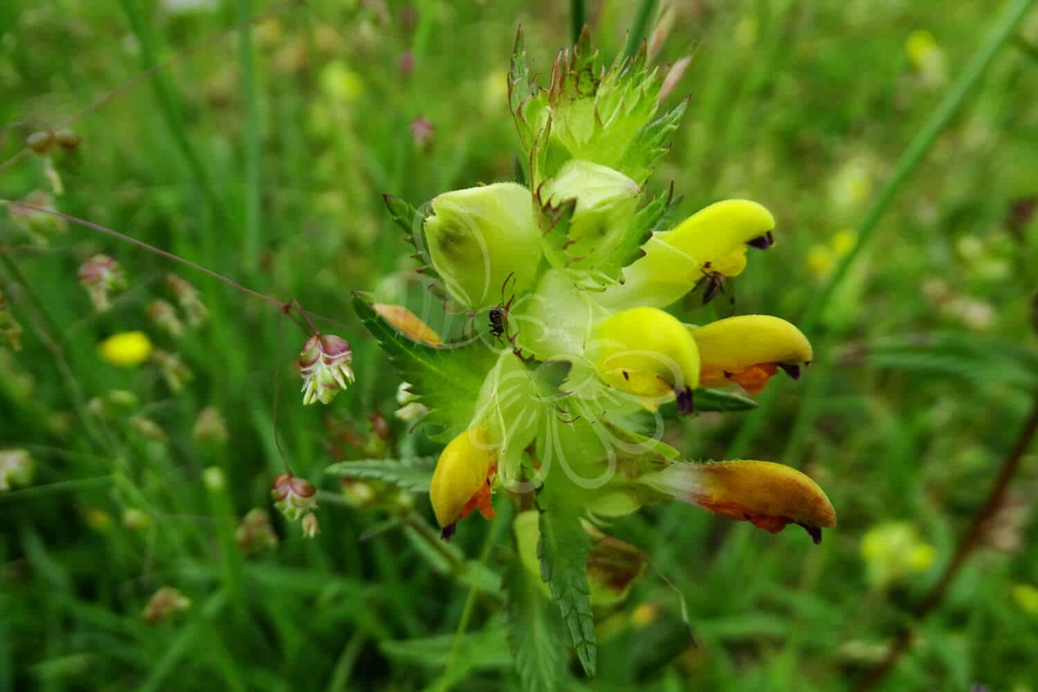 insektblomster_stor_skjaller Hej Verden Udvalgt Billede