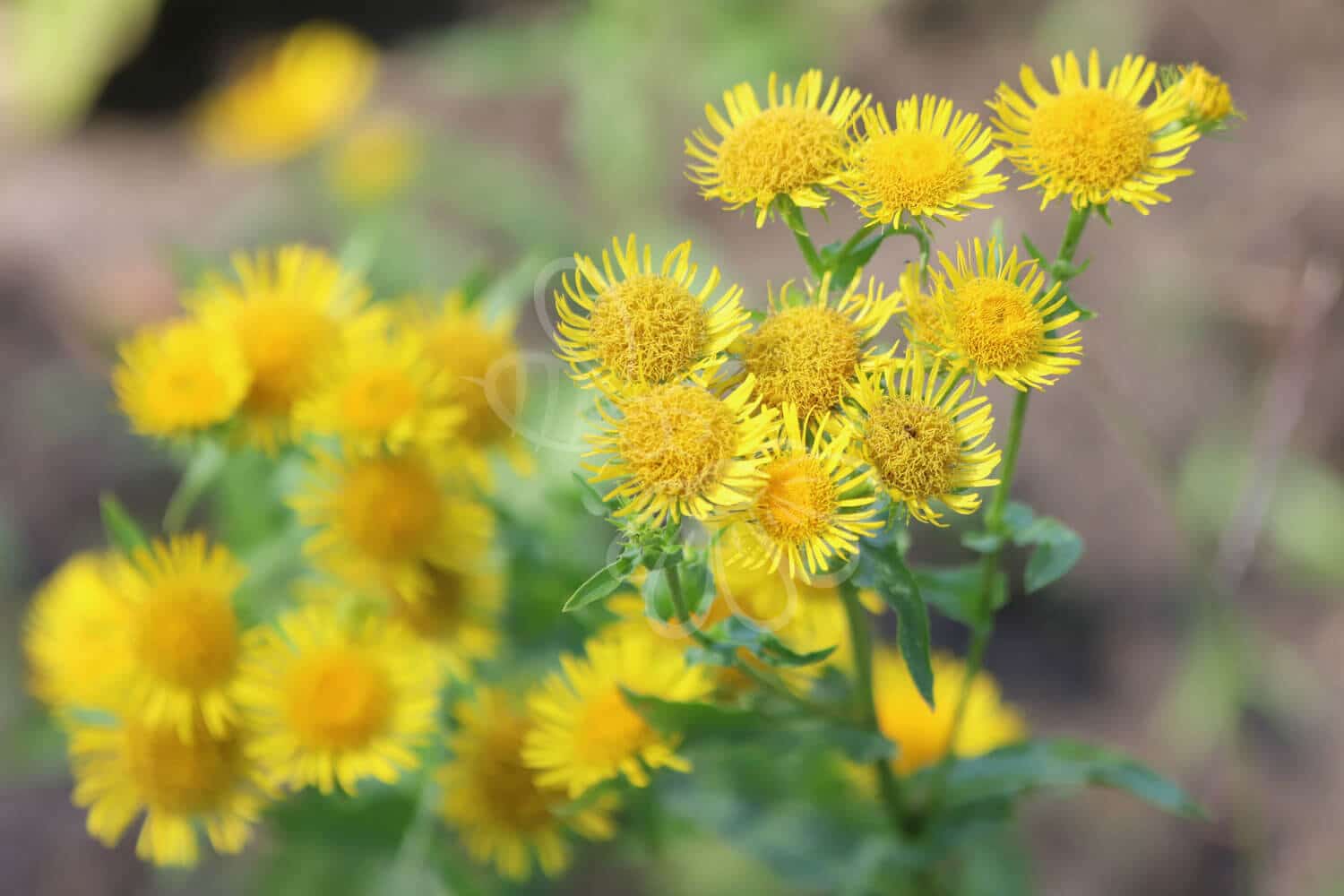 insektblomster_strand-loppeurt Hej Verden Udvalgt Billede