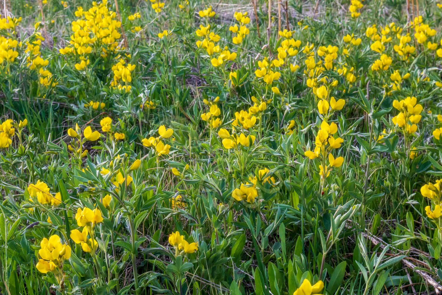 insektblomster_sump_kaellingetand Hej Verden Udvalgt Billede