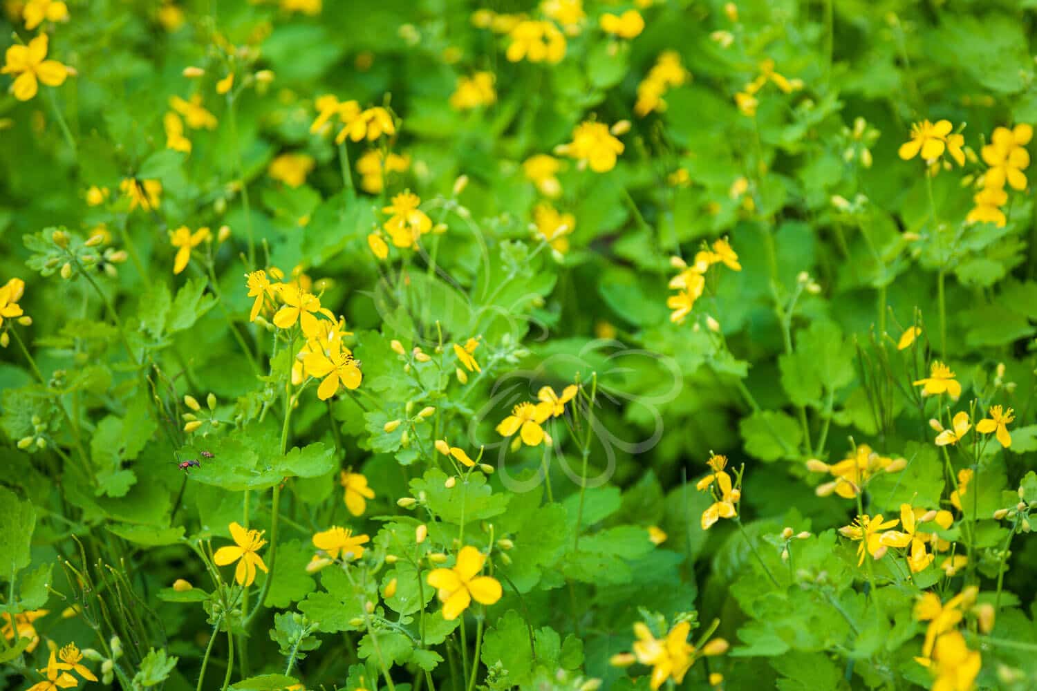 insektblomster_svaleurt Hej Verden Udvalgt Billede