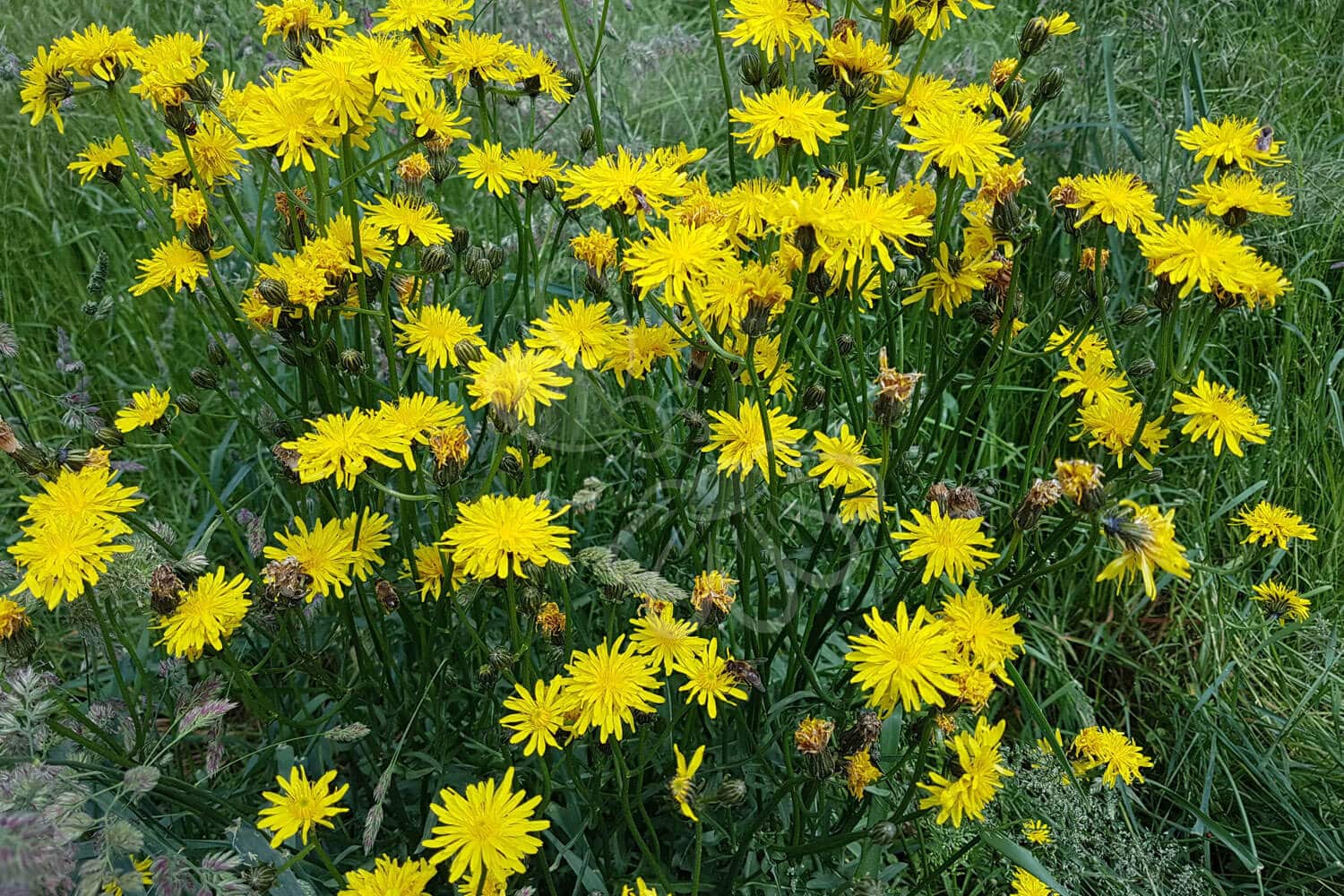 insektblomster_toaarig_hoegeskaeg Hej Verden Udvalgt Billede