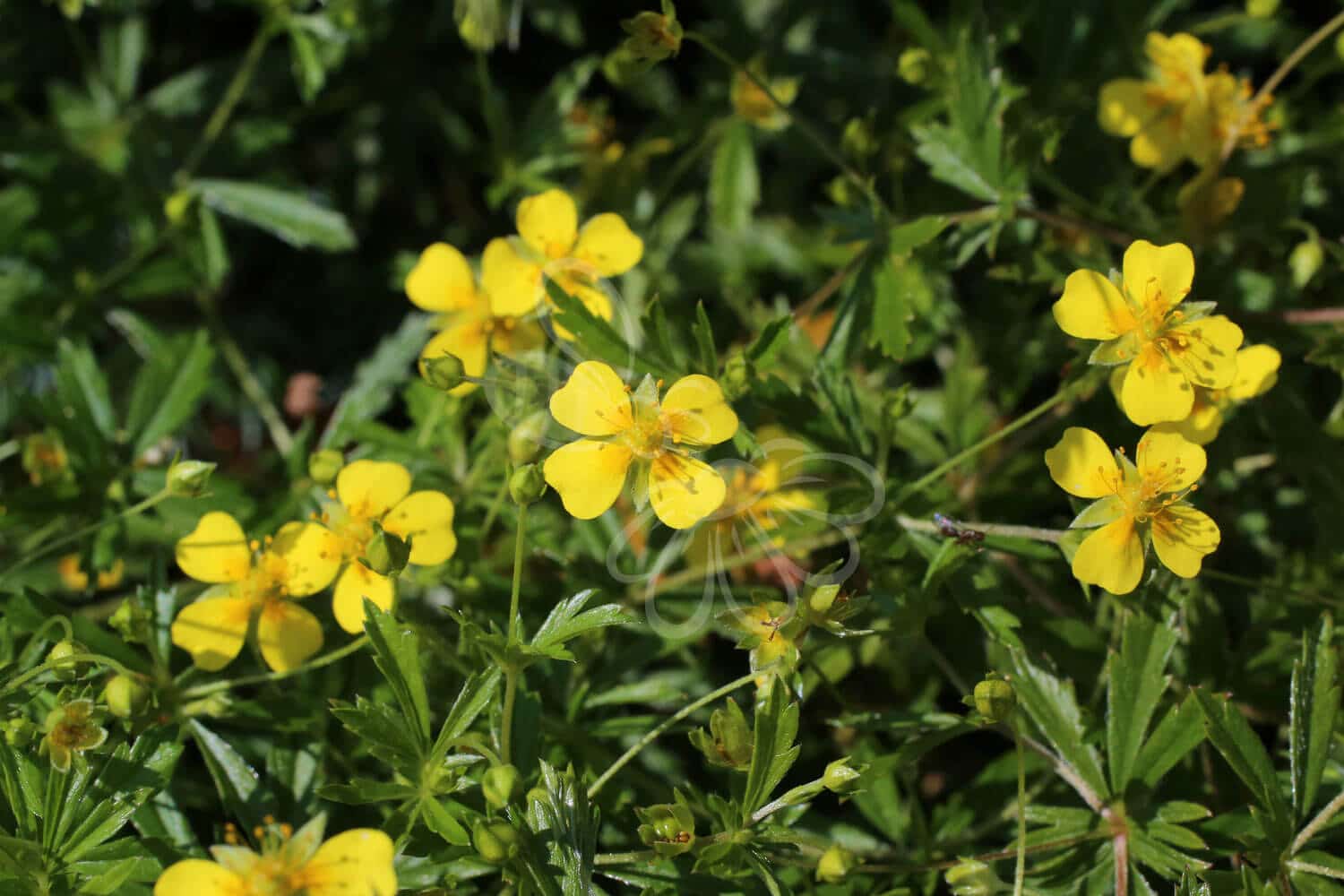 insektblomster_tormentil Hej Verden Udvalgt Billede