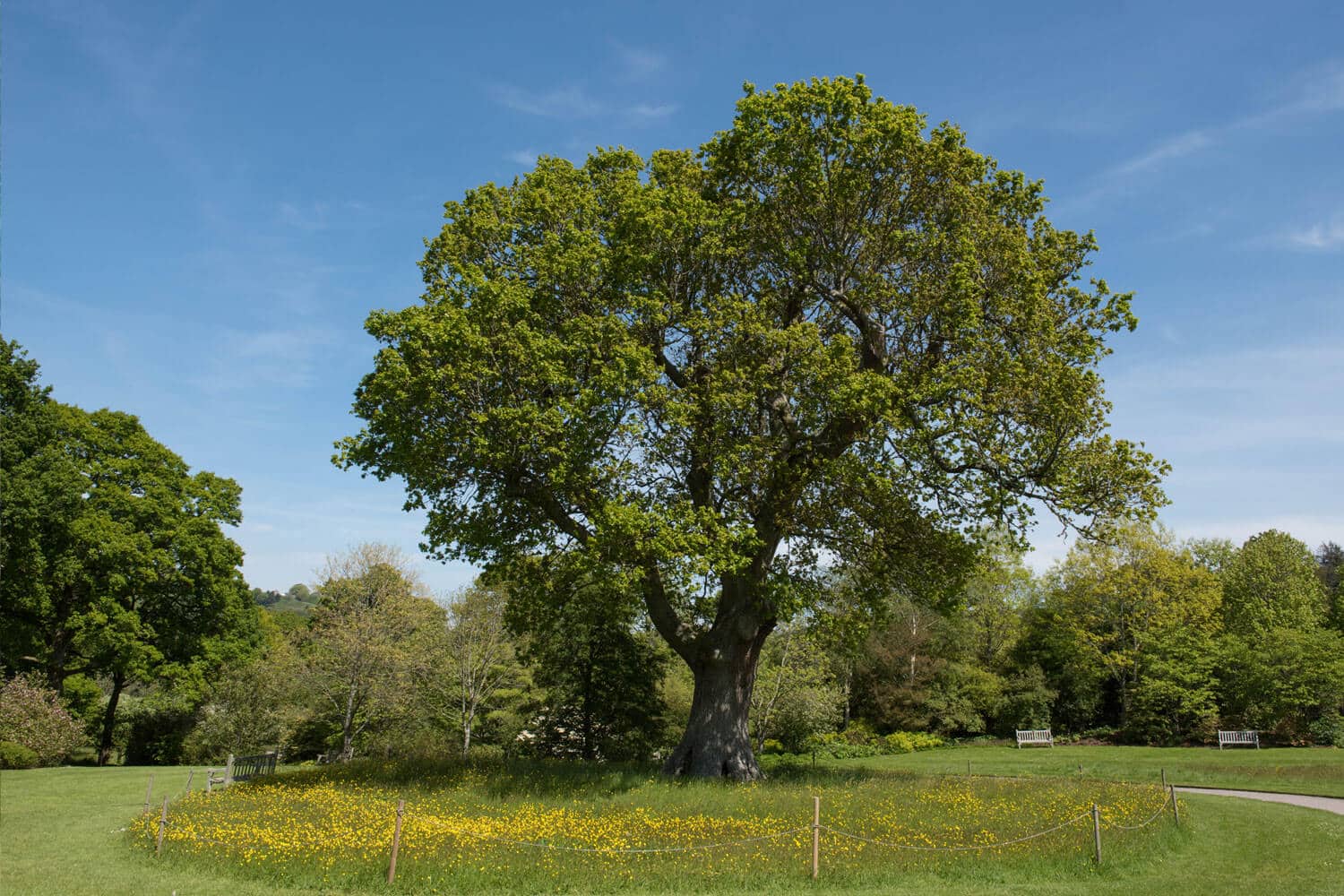 Ældre hjemmehørende egetræ med hulheder og rigt insektliv i et blomstrende naturareal – vigtigt for biodiversitet og levesteder i både gamle og nyplantede træmiljøer.