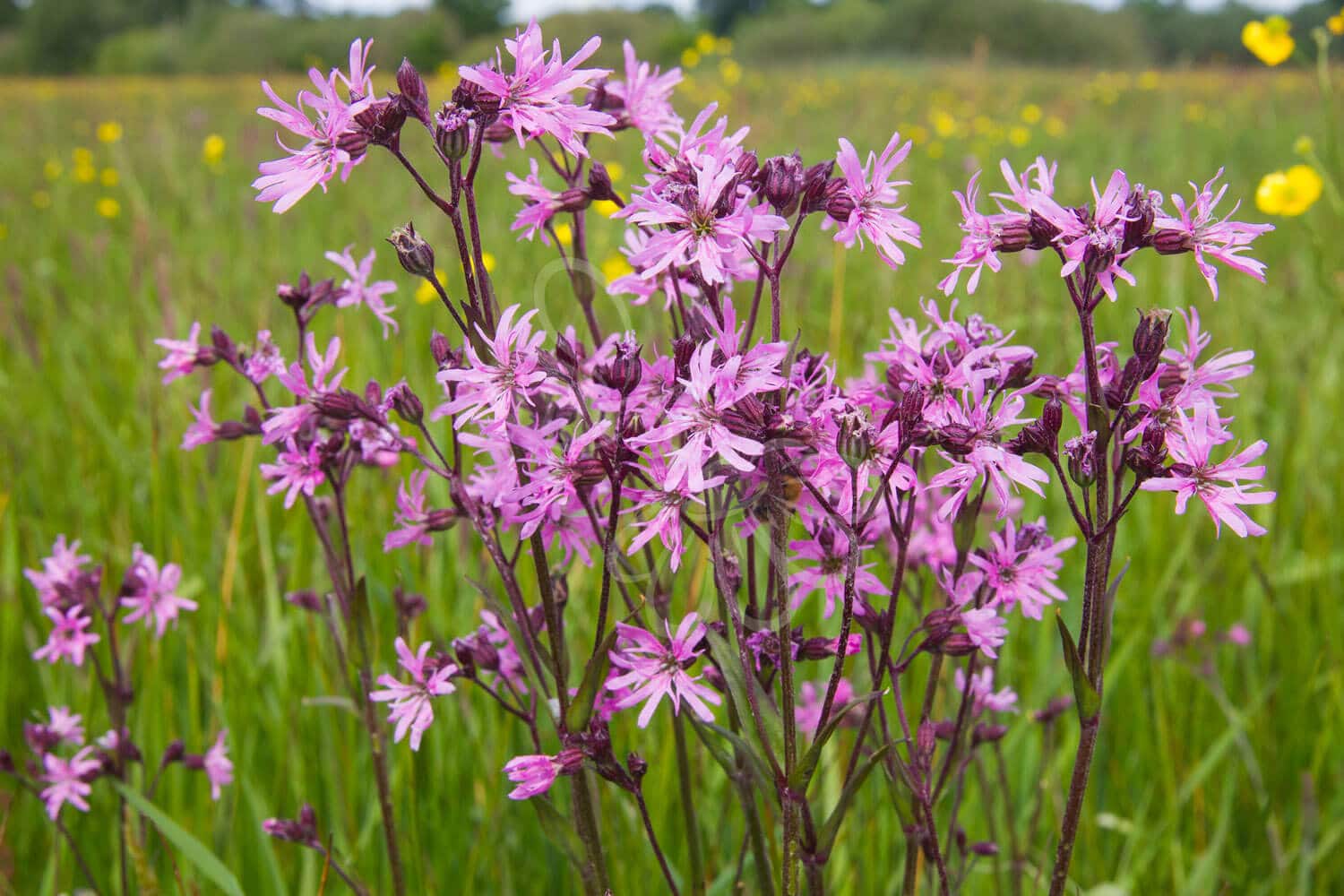 insektblomster_traevlekrone Hej Verden Udvalgt Billede