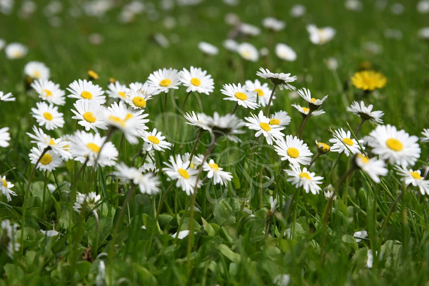 insektblomster_tusindfryd Hej Verden Udvalgt Billede
