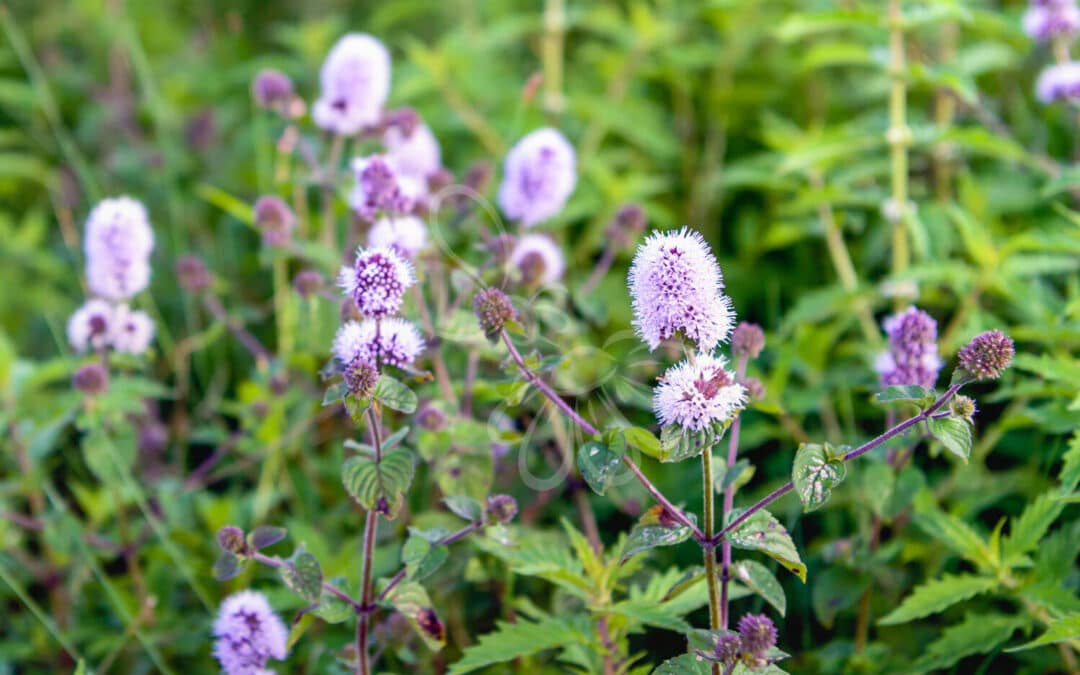 Vand-Mynte med violette blomster i fuld blomst ved søbred – en livsvigtig plante for insekter i våde økosystemer.