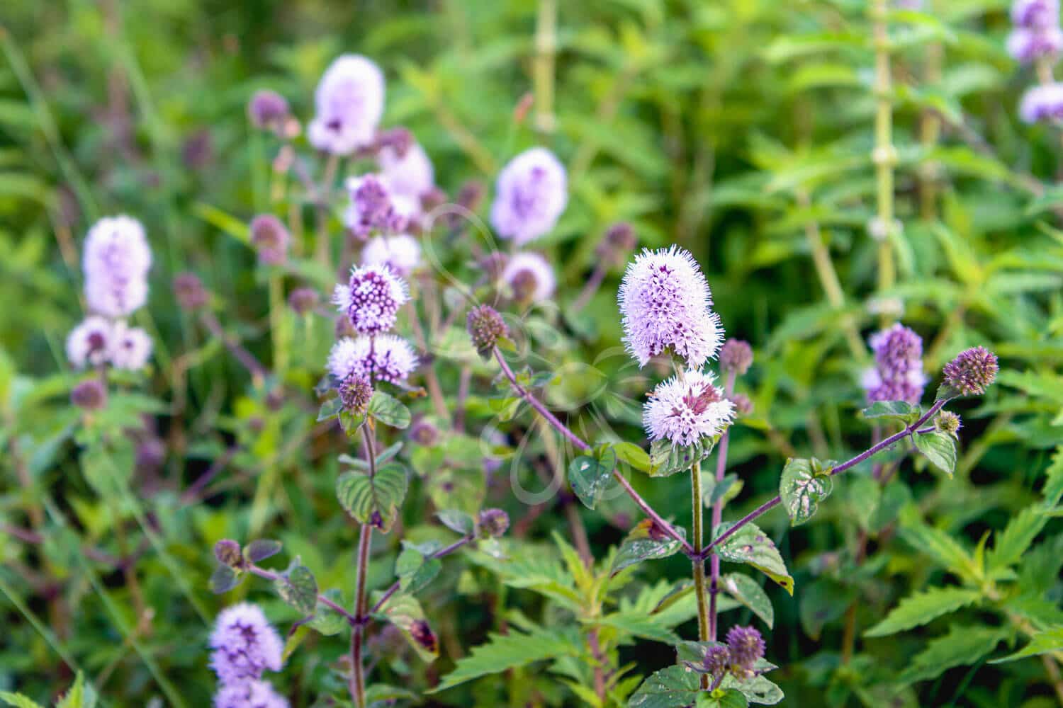 insektblomster_vand-mynte Vand-Mynte med violette blomster i fuld blomst ved søbred – en livsvigtig plante for insekter i våde økosystemer.