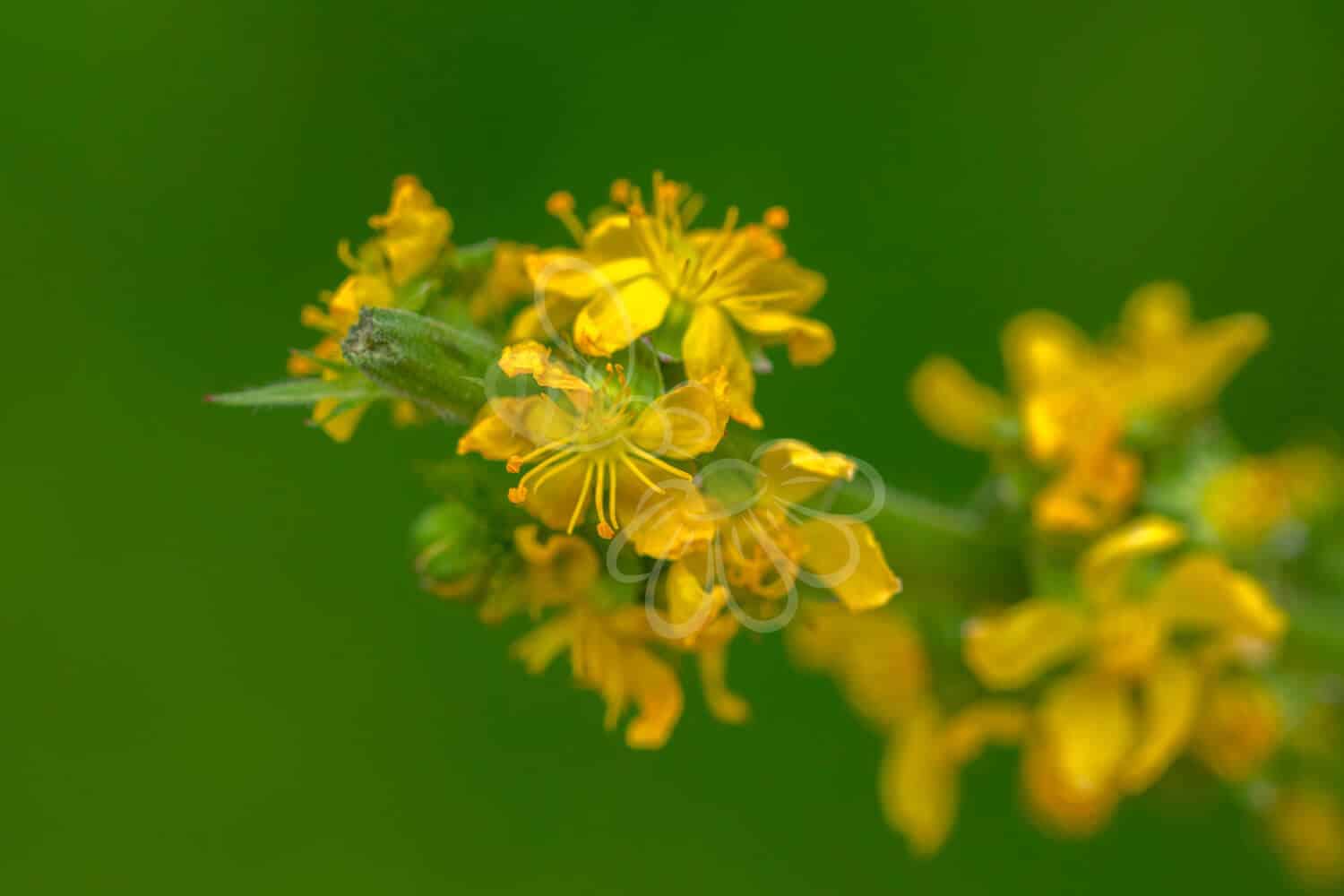 insektblomster_vellugtende_agermaane Hej Verden Udvalgt Billede