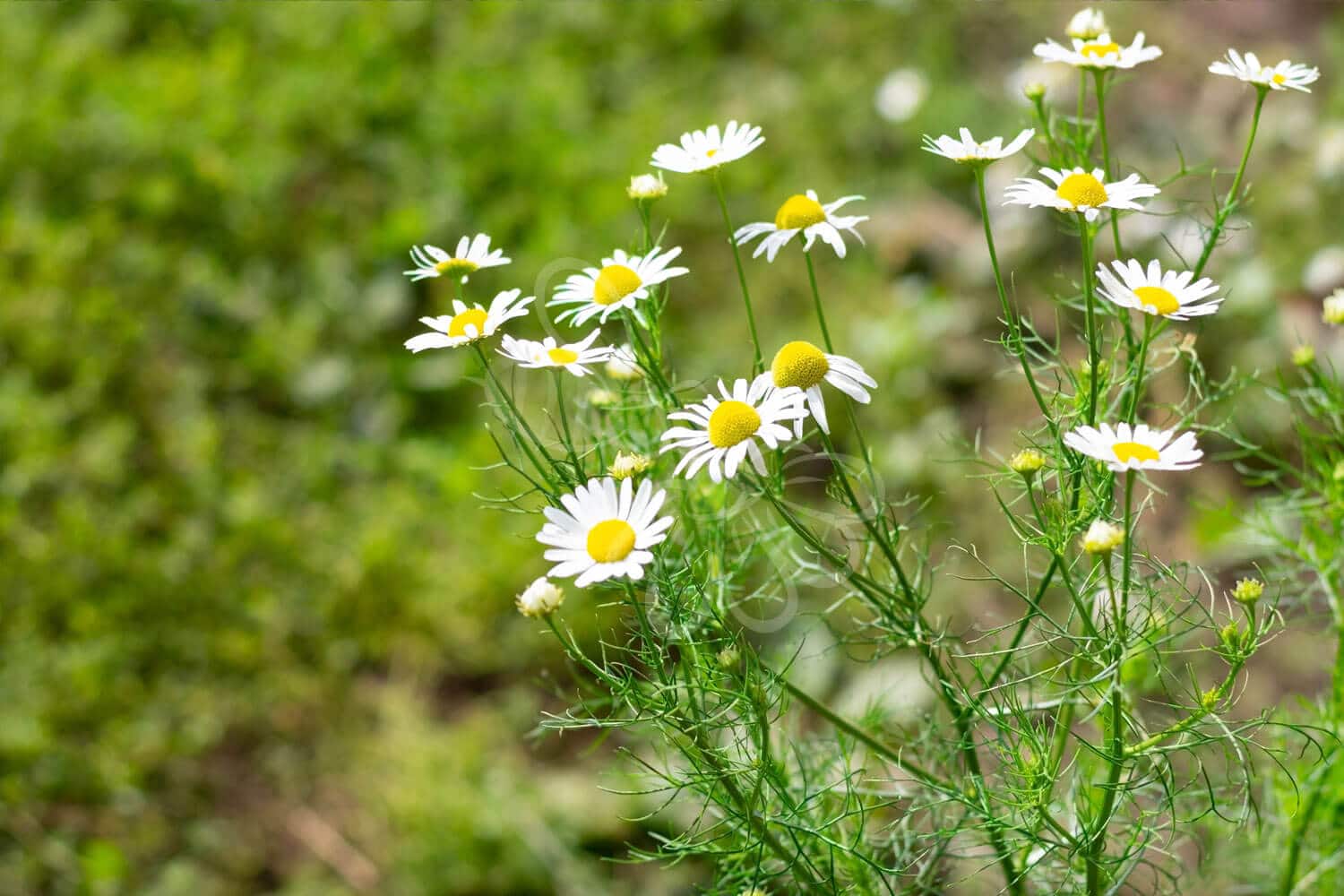 insektblomster_vellugtende_kamille Hej Verden Udvalgt Billede