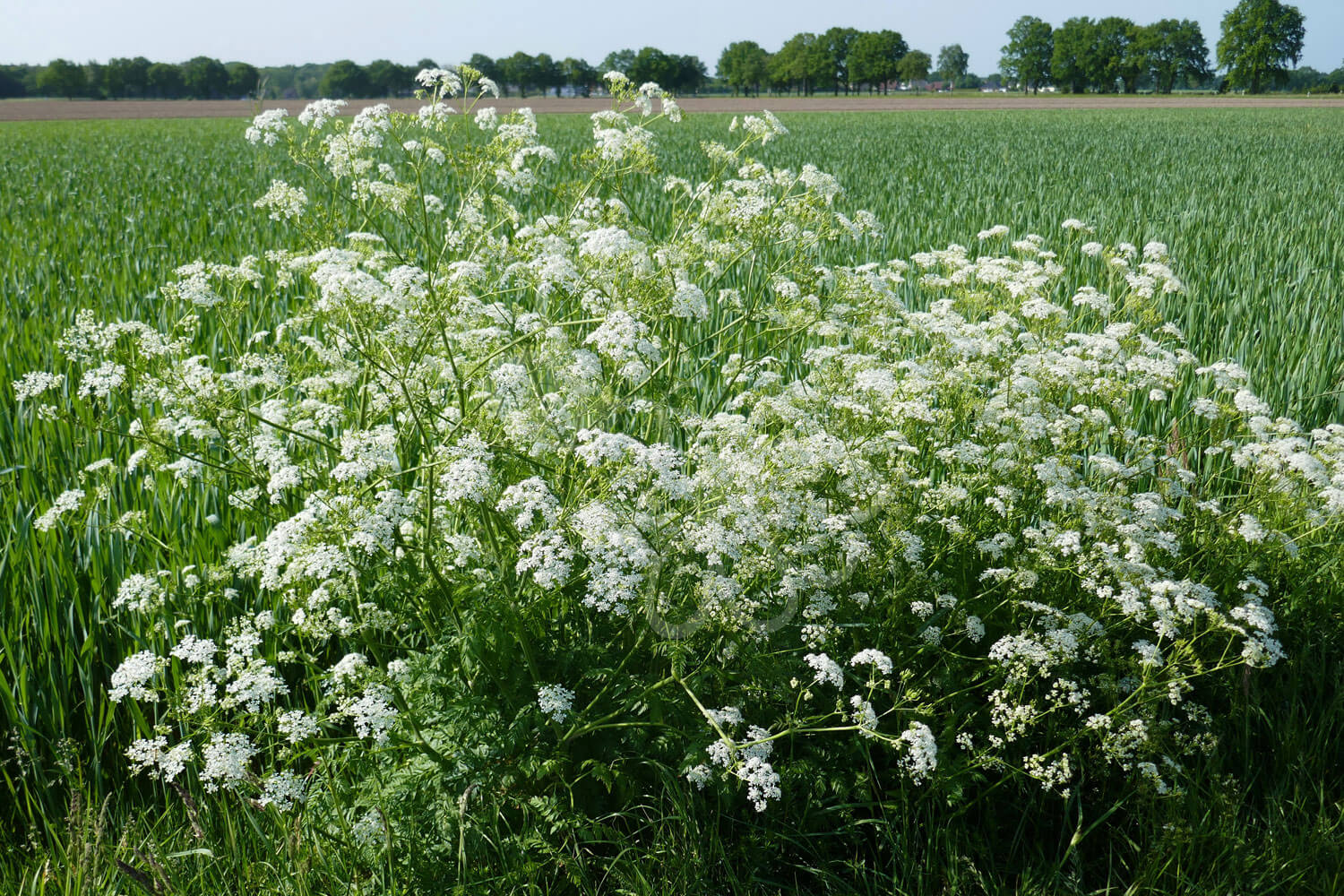 insektblomster_vild_koervel Vild Kørvel med hvide blomsterskærme i flor langs vejkant – en vigtig vækst for tidlige insekter i naturbaserede beplantninger.