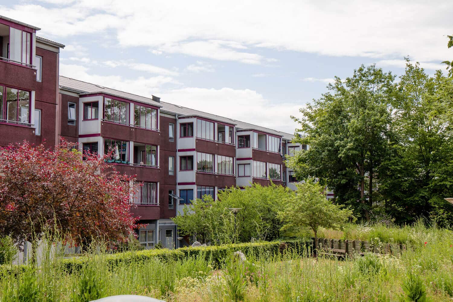 insektblomster_vilde_froeblandinger Med den rigtige vilde frøblanding, kan der skabes fantastiske områder med en masse liv.