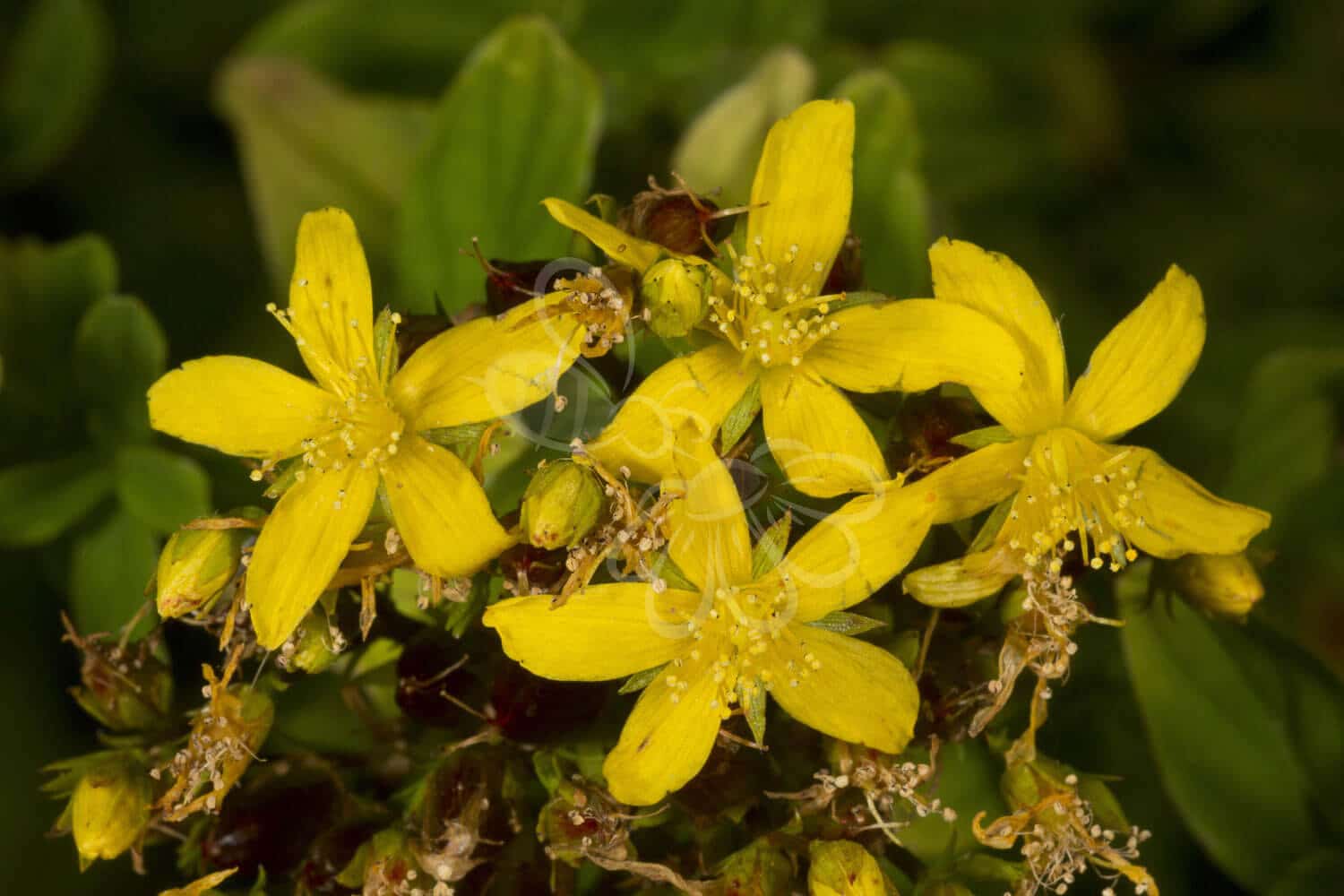 insektblomster_vinget_perikon Hej Verden Udvalgt Billede