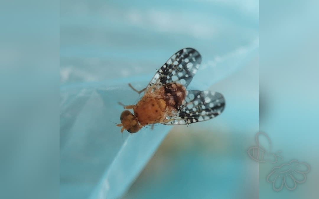 Acinia corniculata