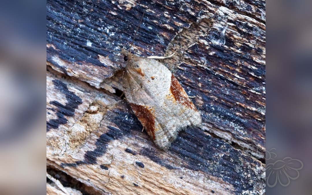 Her ses et billede af arten Acleris laterana. Fotoet er taget af Ben Sale og hentet fra Wikimedia Commons (CC BY 2.0).