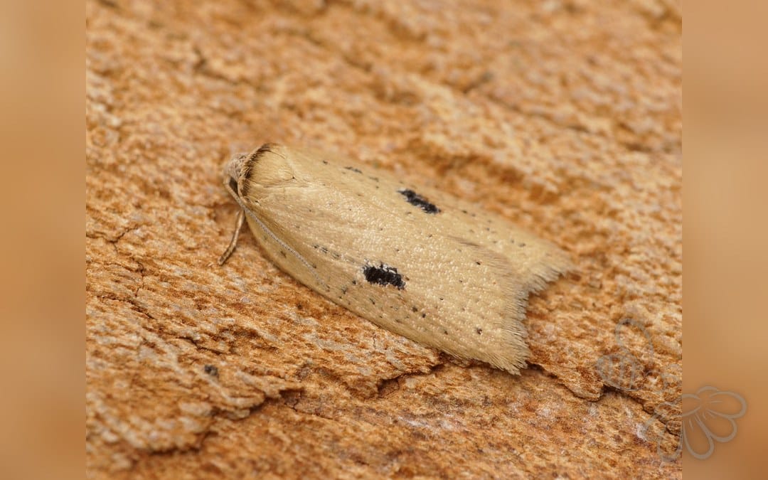 Her ses et billede af arten Acleris lorquiniana. Fotoet er taget af Ben Sale og hentet fra Wikimedia Commons (CC BY 2.0).