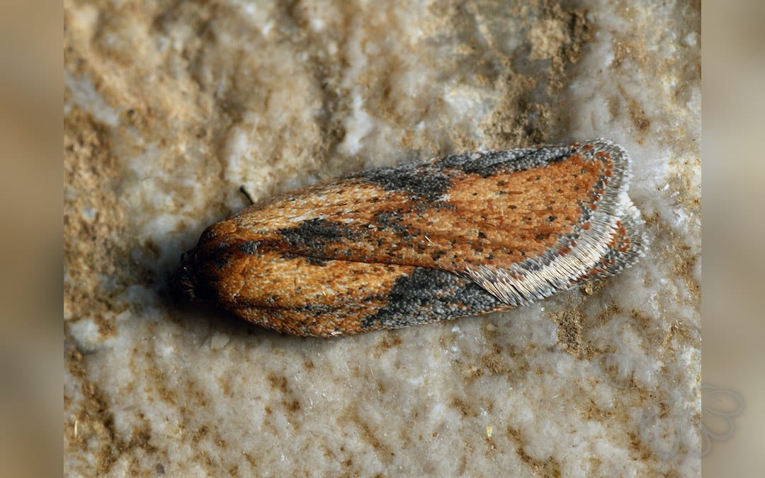 Her ses et billede af arten Acleris rufana. Fotoet er taget af Ilia Ustyantsev og hentet fra Wikimedia Commons (CC BY-SA 2.0).