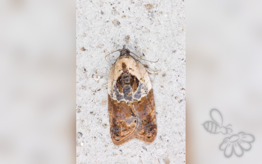 Her ses et billede af arten Hvidbroget Rosenvikler (Acleris variegana). Fotoet er taget af Drepanostoma og hentet fra iNaturalist (CC BY).