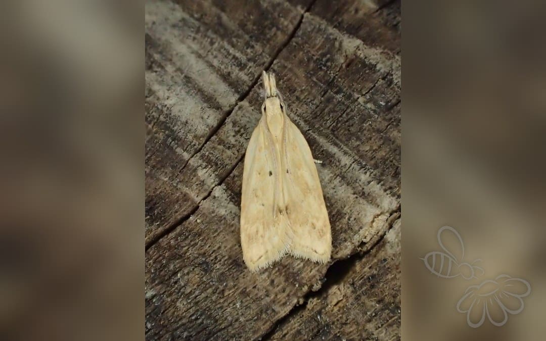 Her ses et billede af arten Acompsia schmidtiellus. Fotoet er taget af Dave Shenton og hentet fra iNaturalist (CC BY).
