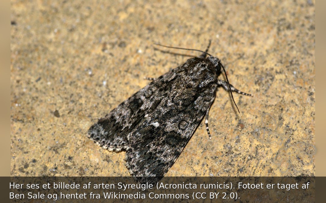 Syreugle