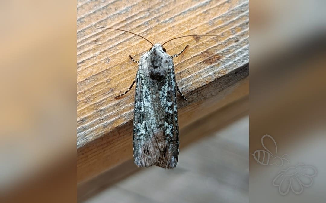 Her ses et billede af arten Irgrøn Ugle (Actebia praecox). Billedet er hentet fra iNaturalist (CC0).