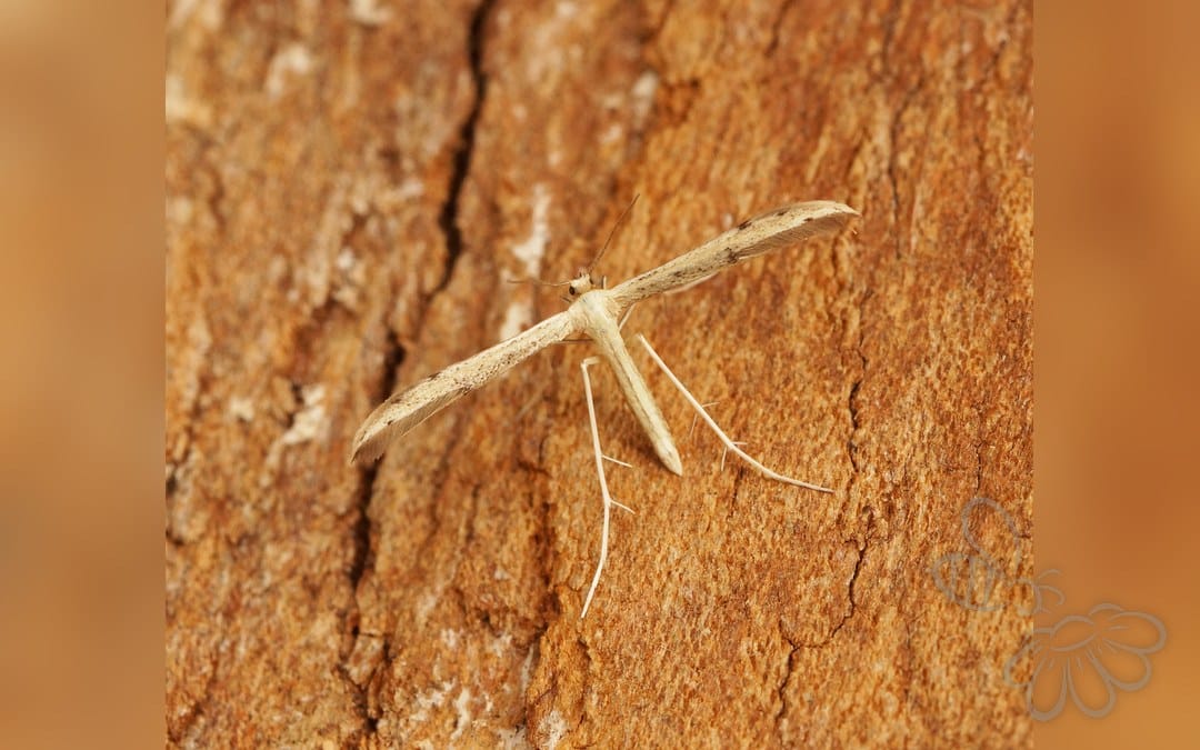 Adaina microdactyla