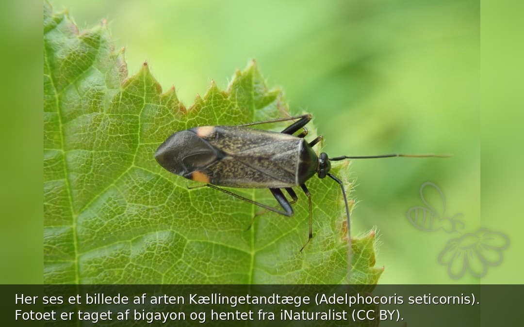 Her ses et billede af arten Kællingetandtæge (Adelphocoris seticornis). Fotoet er taget af bigayon og hentet fra iNaturalist (CC BY).