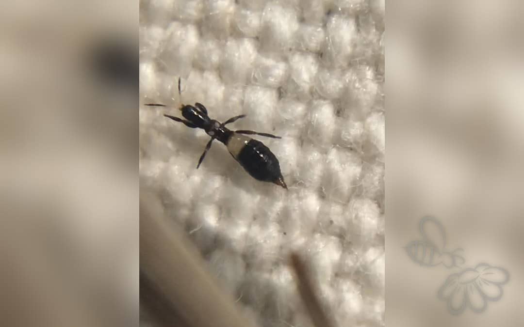 Aeolothrips albicinctus